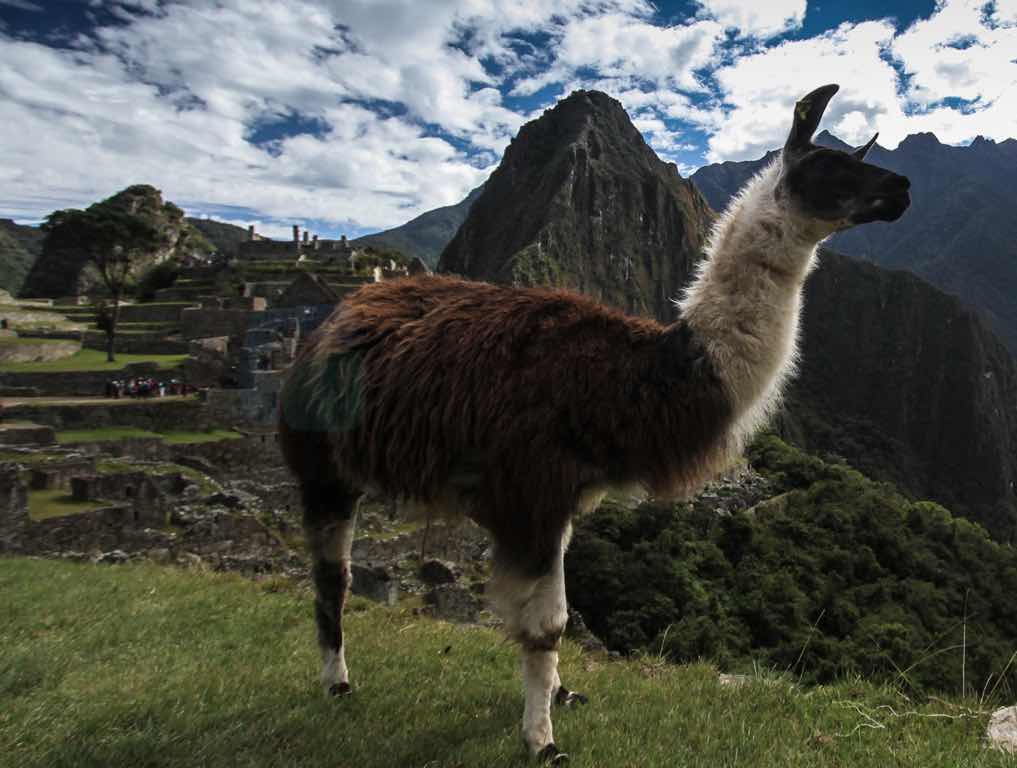 Machu Picchu