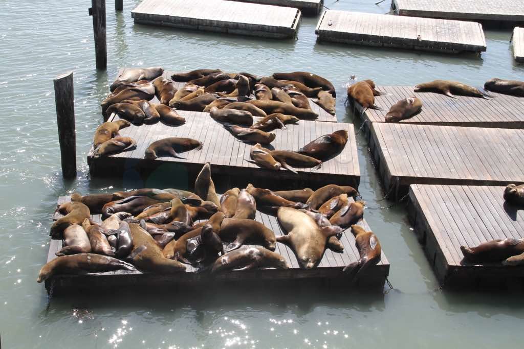 Pier 39