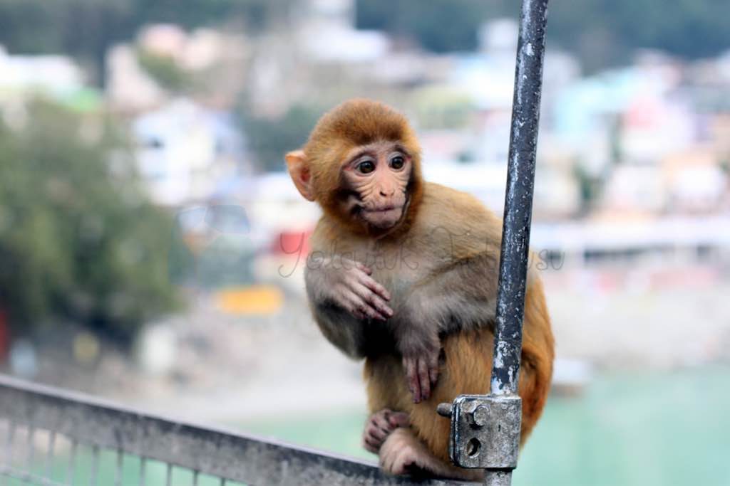 Laksman Jhula