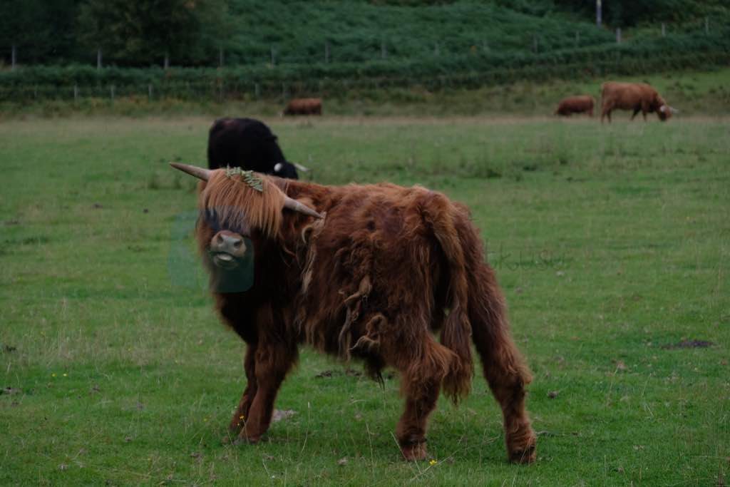 Hairy Coo