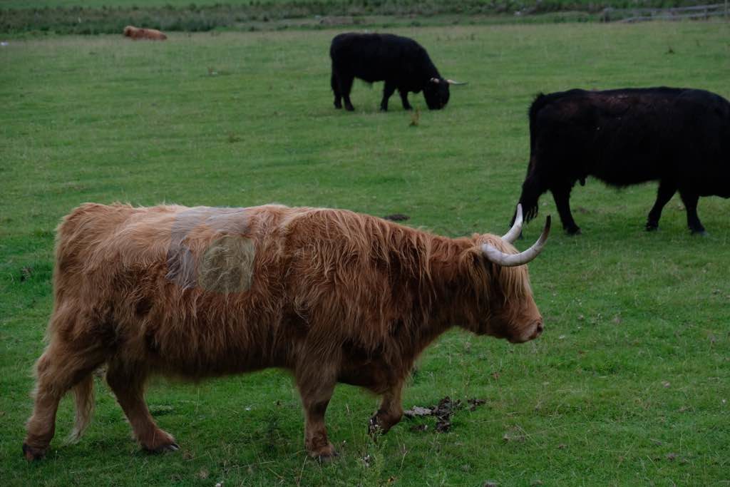 Highland Cow
