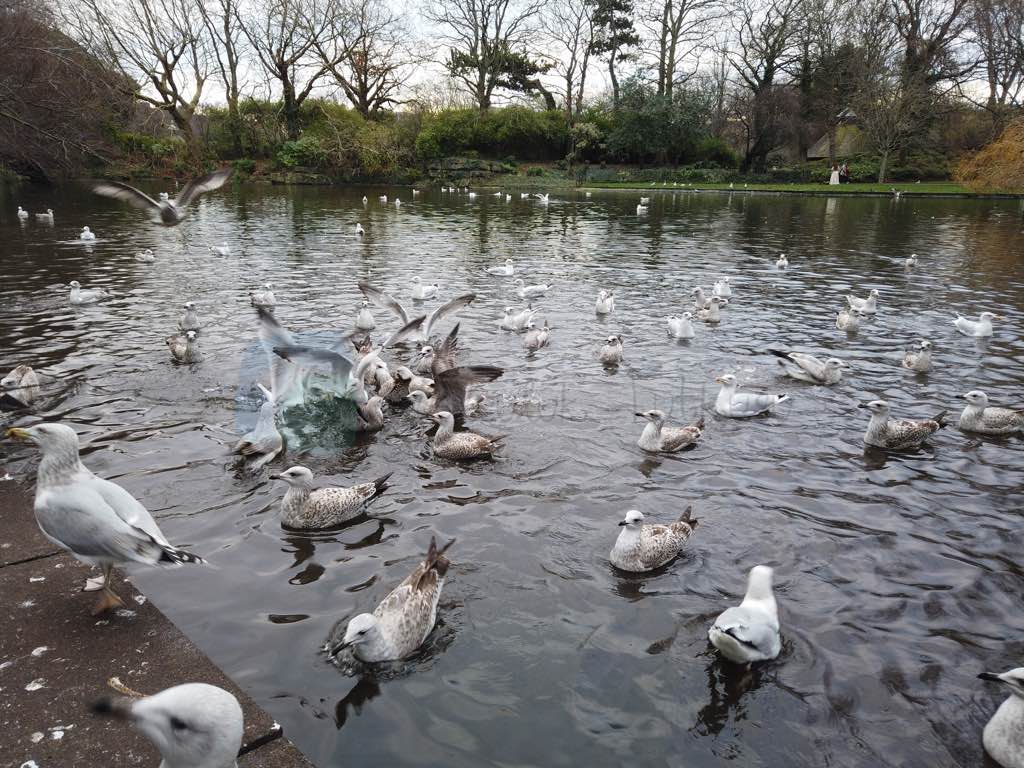 Dublin Gezi Rehberi