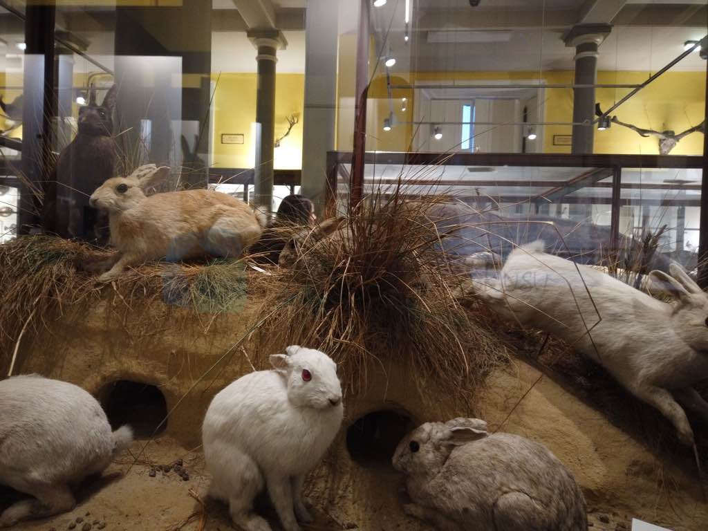 Natural History Museum
