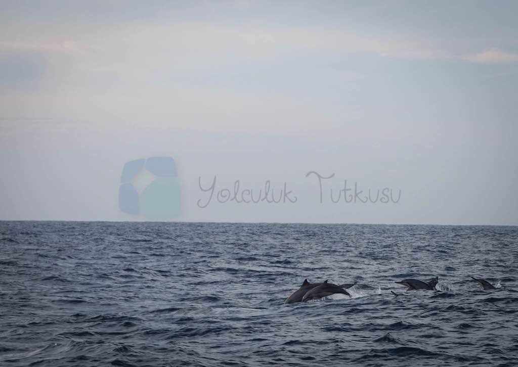 Whale Watching Mirissa