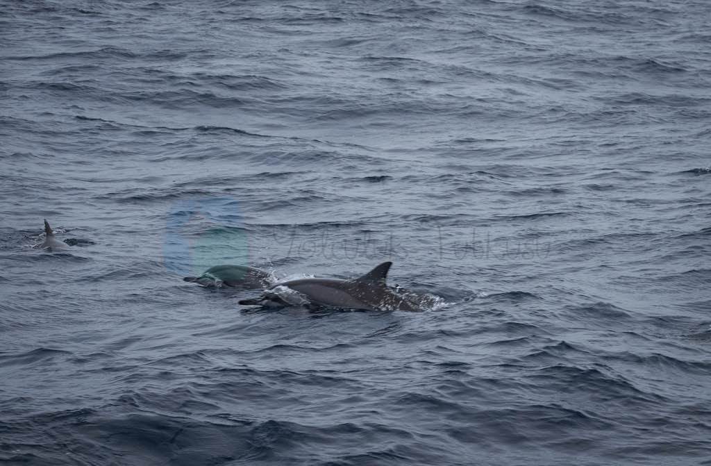 Whale Watching Mirissa