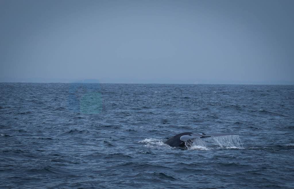 Whale Watching Mirissa