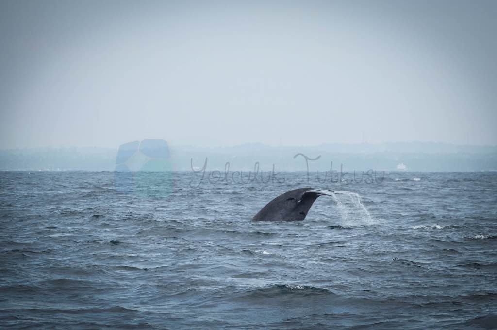 Whale Watching Mirissa