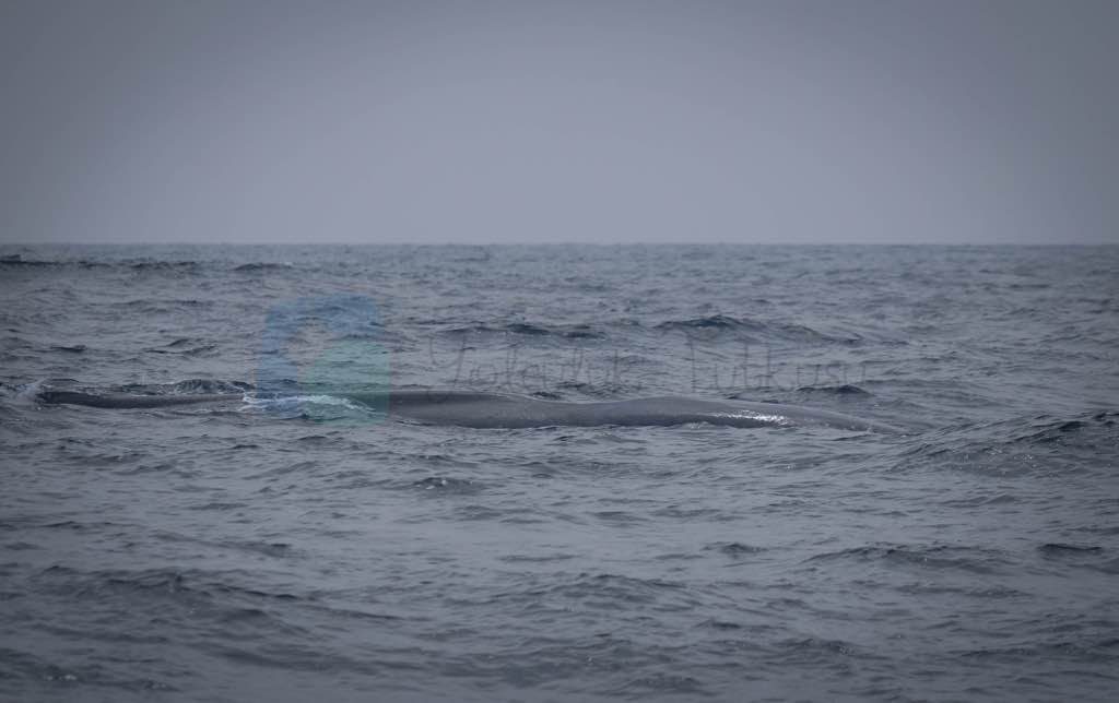 Whale Watching Mirissa