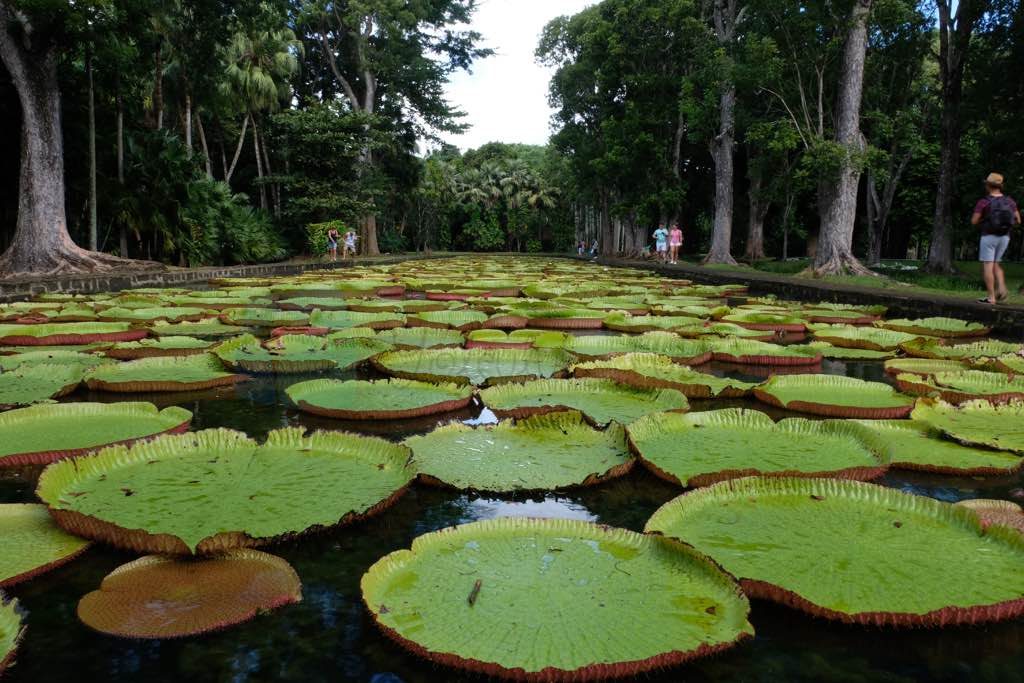 Sir Seewoosagur Ramgoolam Botanical Garden Mauritius görülecek yerler