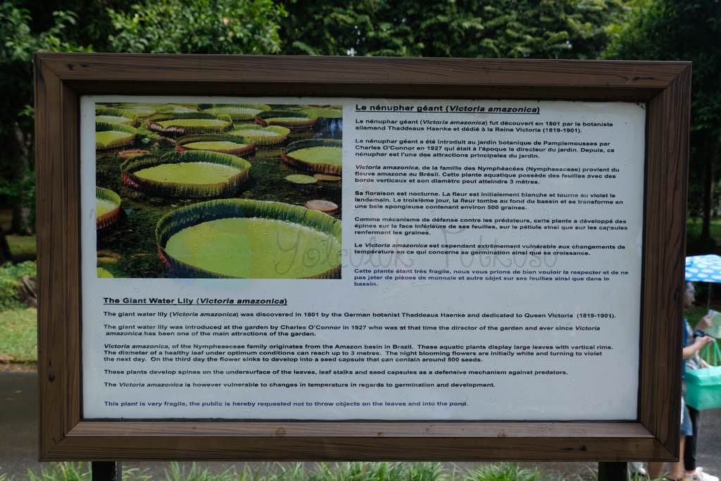 Sir Seewoosagur Ramgoolam Botanical Garden Mauritius görülecek yerler
