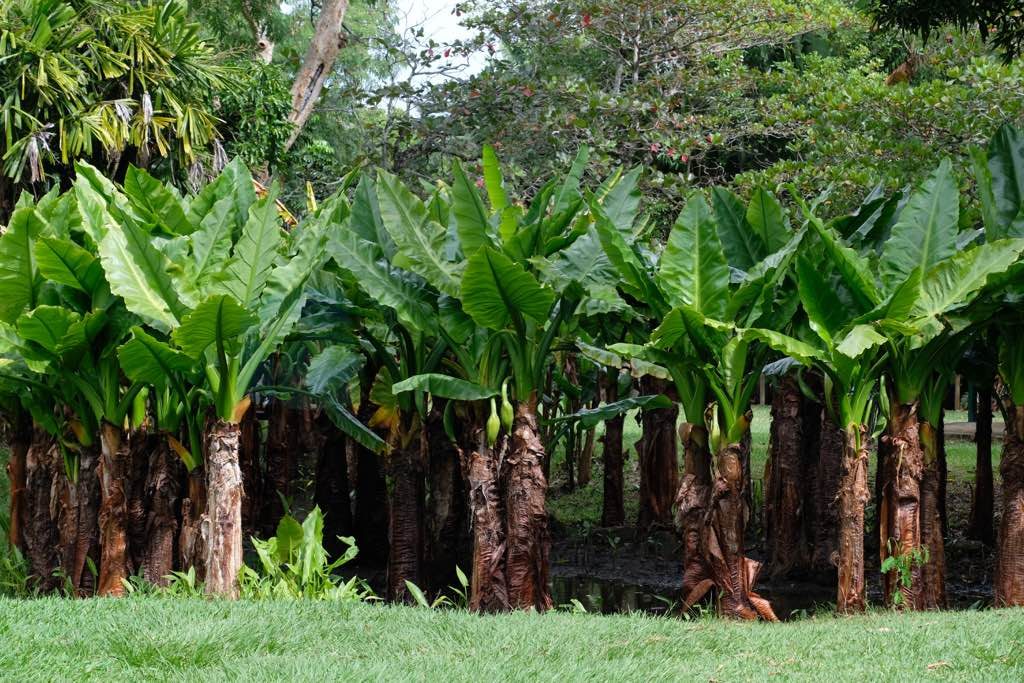 Sir Seewoosagur Ramgoolam Botanical Garden Mauritius görülecek yerler