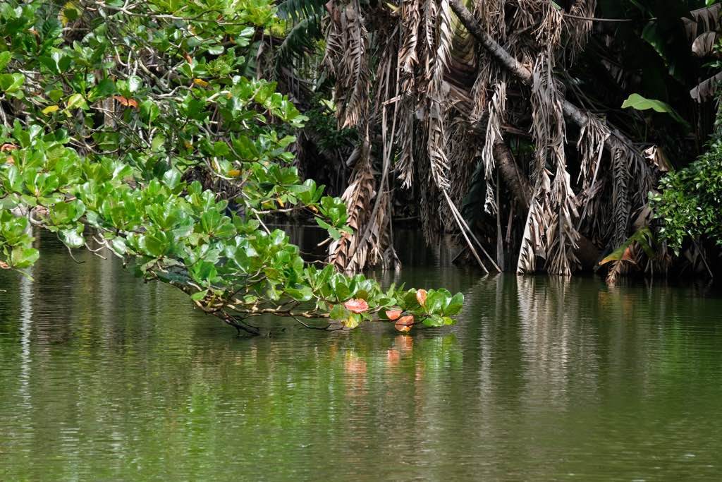 Sir Seewoosagur Ramgoolam Botanical Garden Mauritius görülecek yerler
