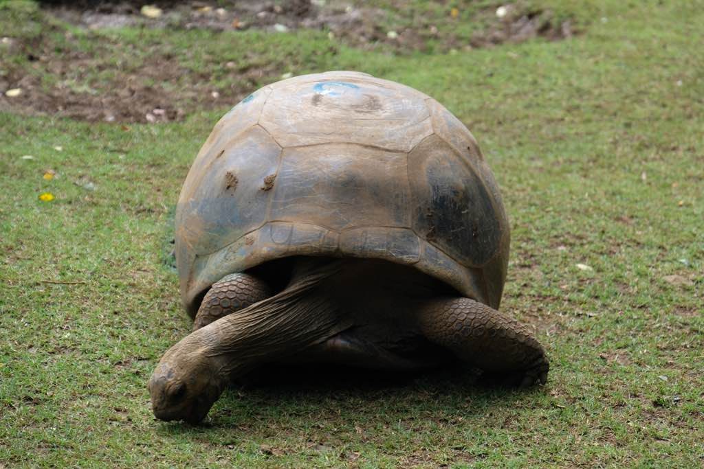 Sir Seewoosagur Ramgoolam Botanical Garden Mauritius görülecek yerler