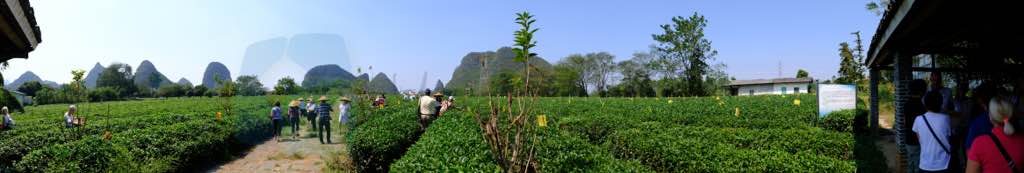 Çay Çiftliği Yangshuo