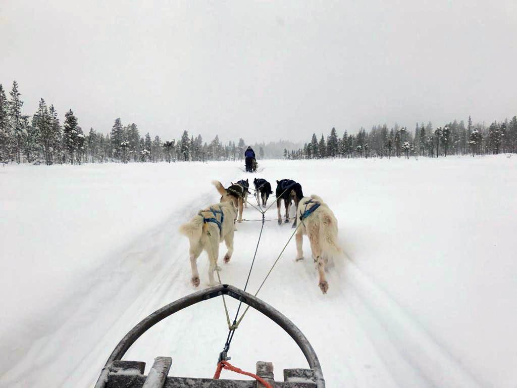 Dogsleeding en önemli lapland aktivitesi