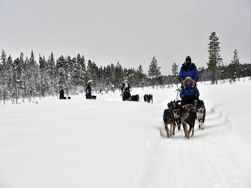 Dogsleeding en önemli lapland aktivitesi