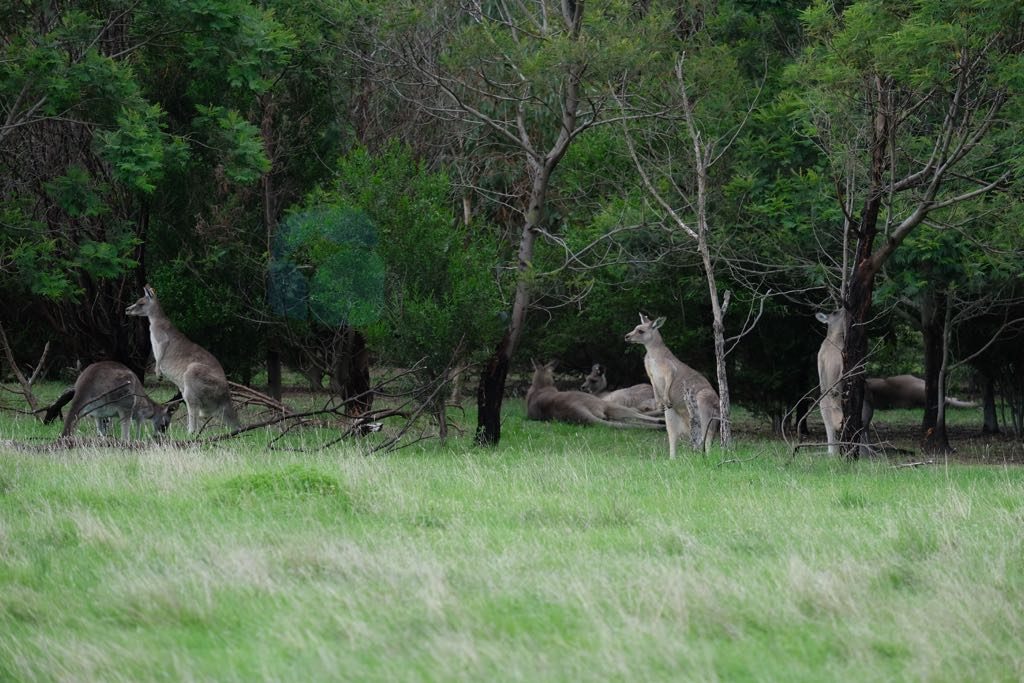 You Yangs National Park'da Kangurular Melbourne