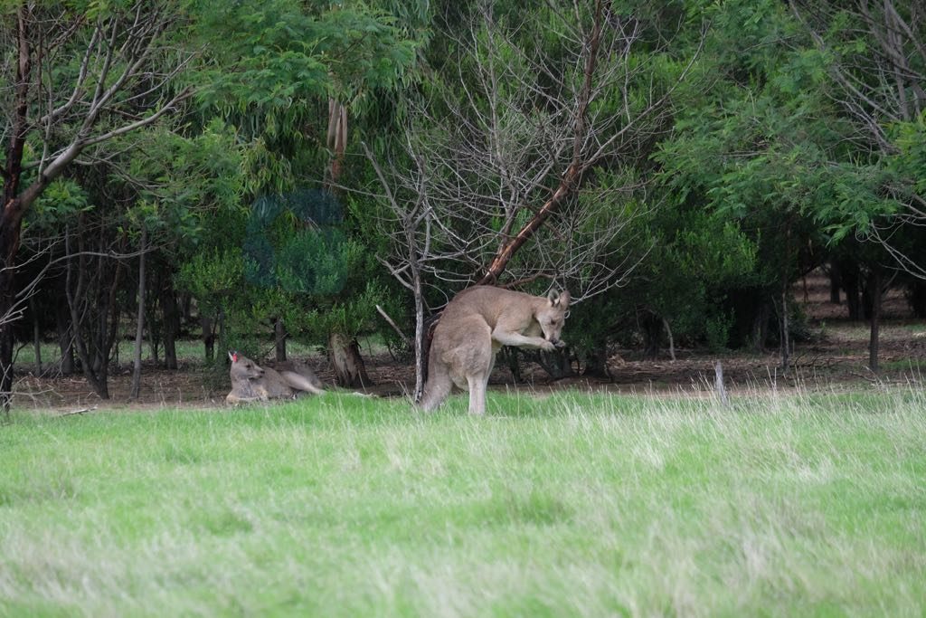 You Yangs National Park'da Kangurular Melbourne