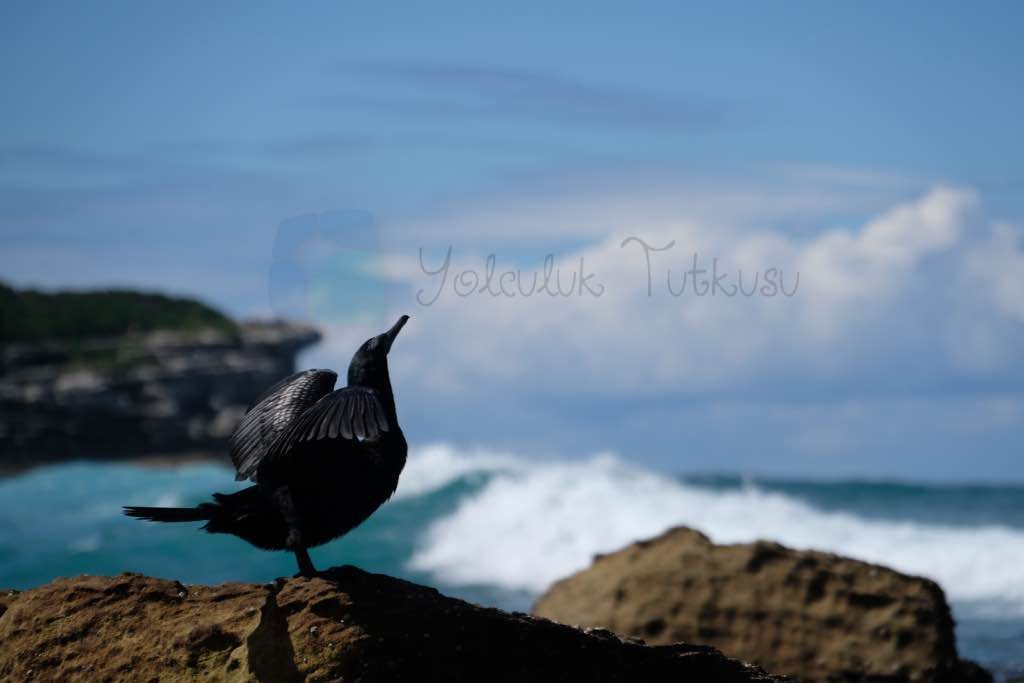Sydney Bronte Beach