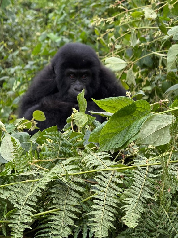 ruanda gezi rehberi