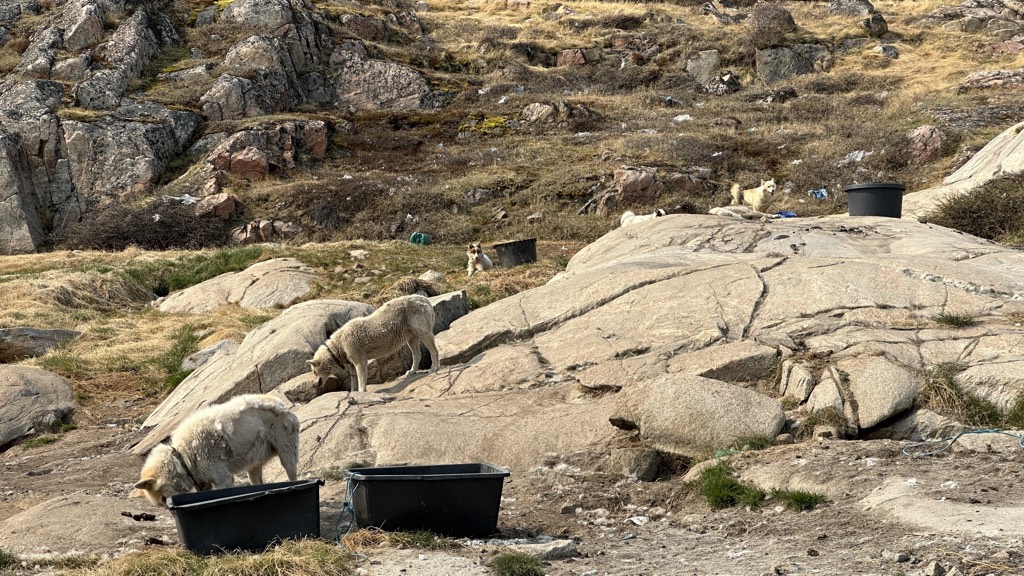 Dog Sleeding (Köpek Kızağı) ve Kızak Köpekleri