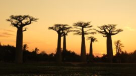 Madagaskar Gezi Rehberi